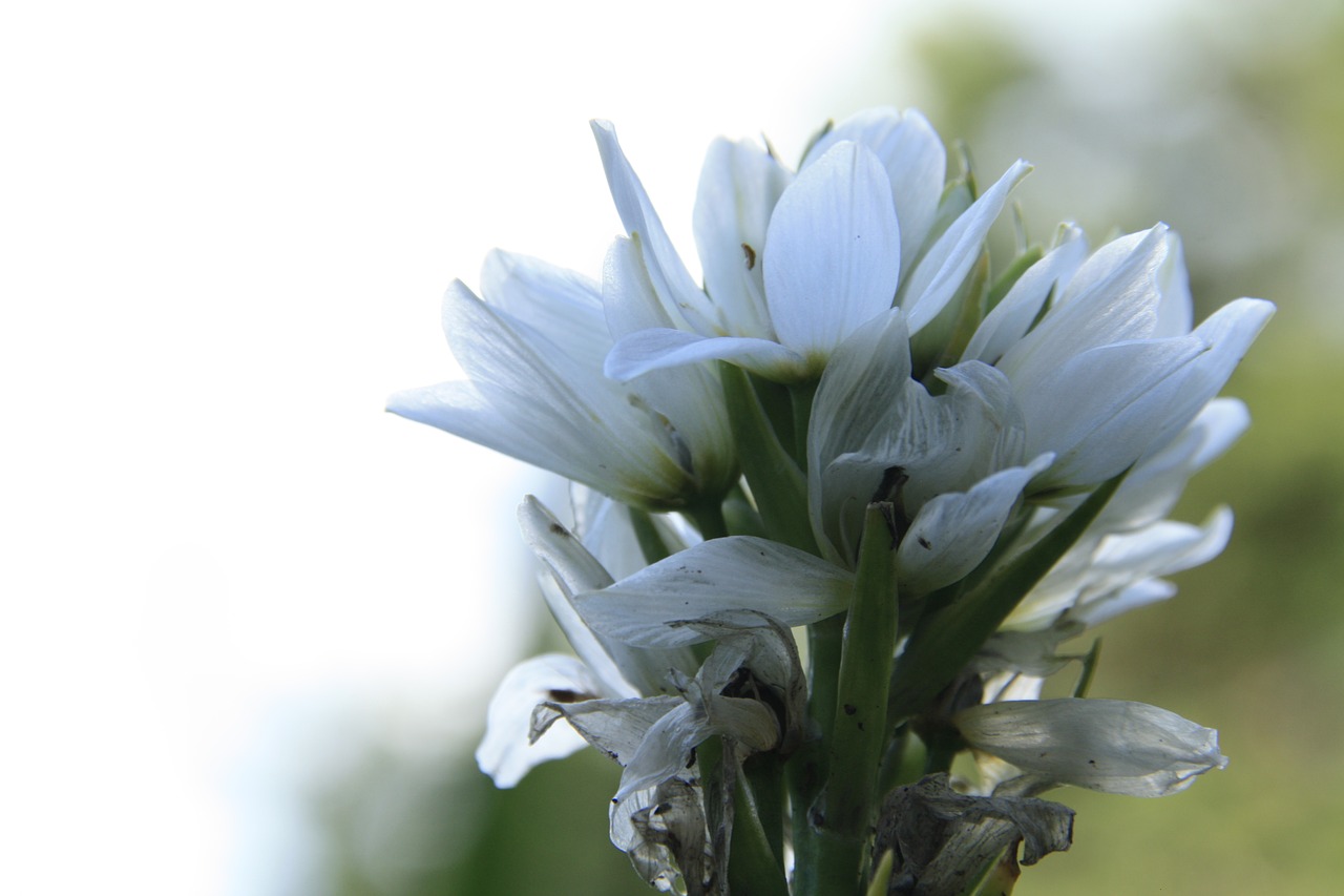 white flower nature white flowers free photo