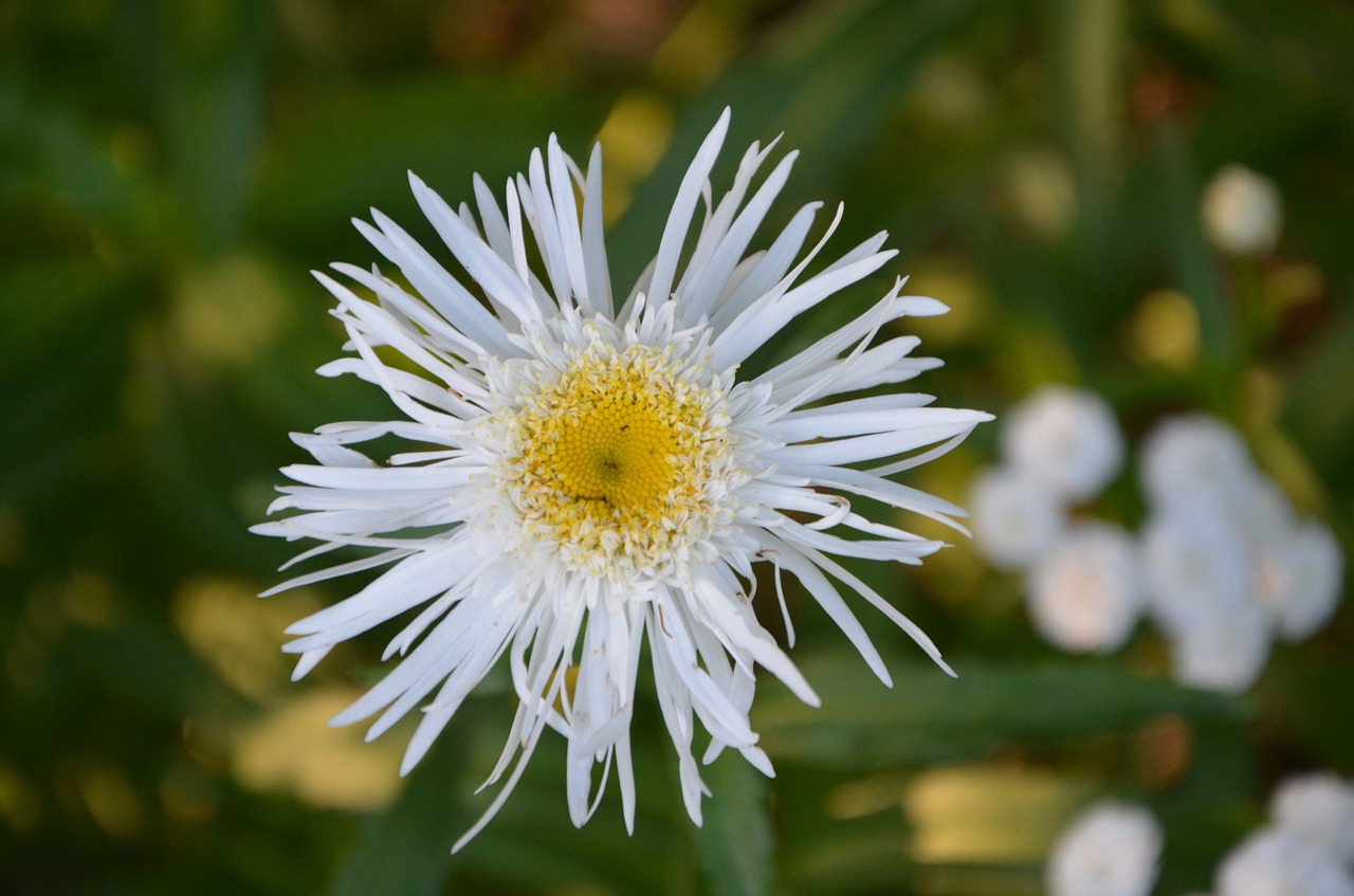 white flower nature garden free photo