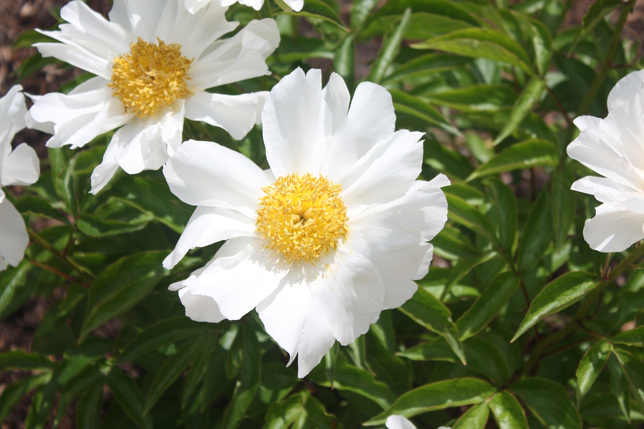 white flower daisy garden free photo