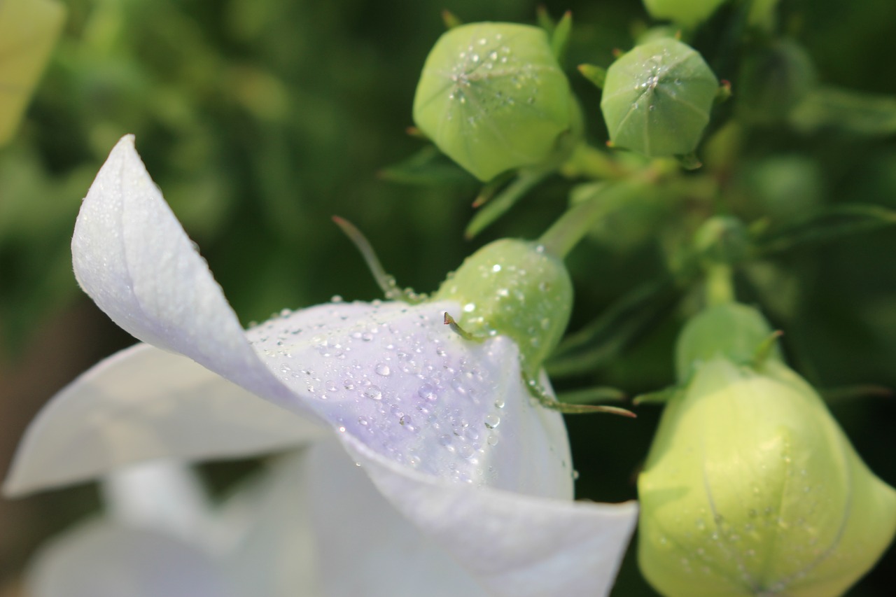 white flower flora nature free photo