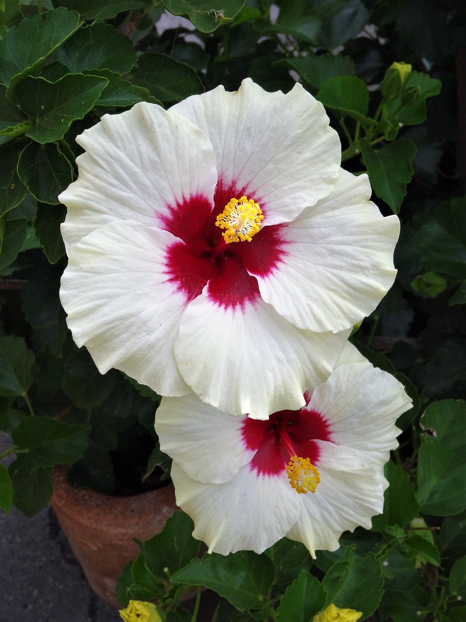 white flower flower hibiscus free photo