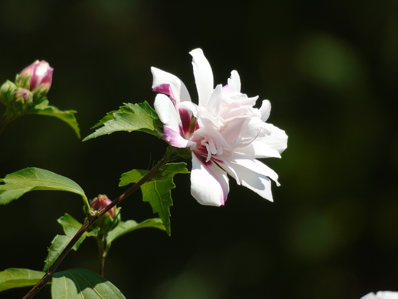 white flower beautiful nature free photo