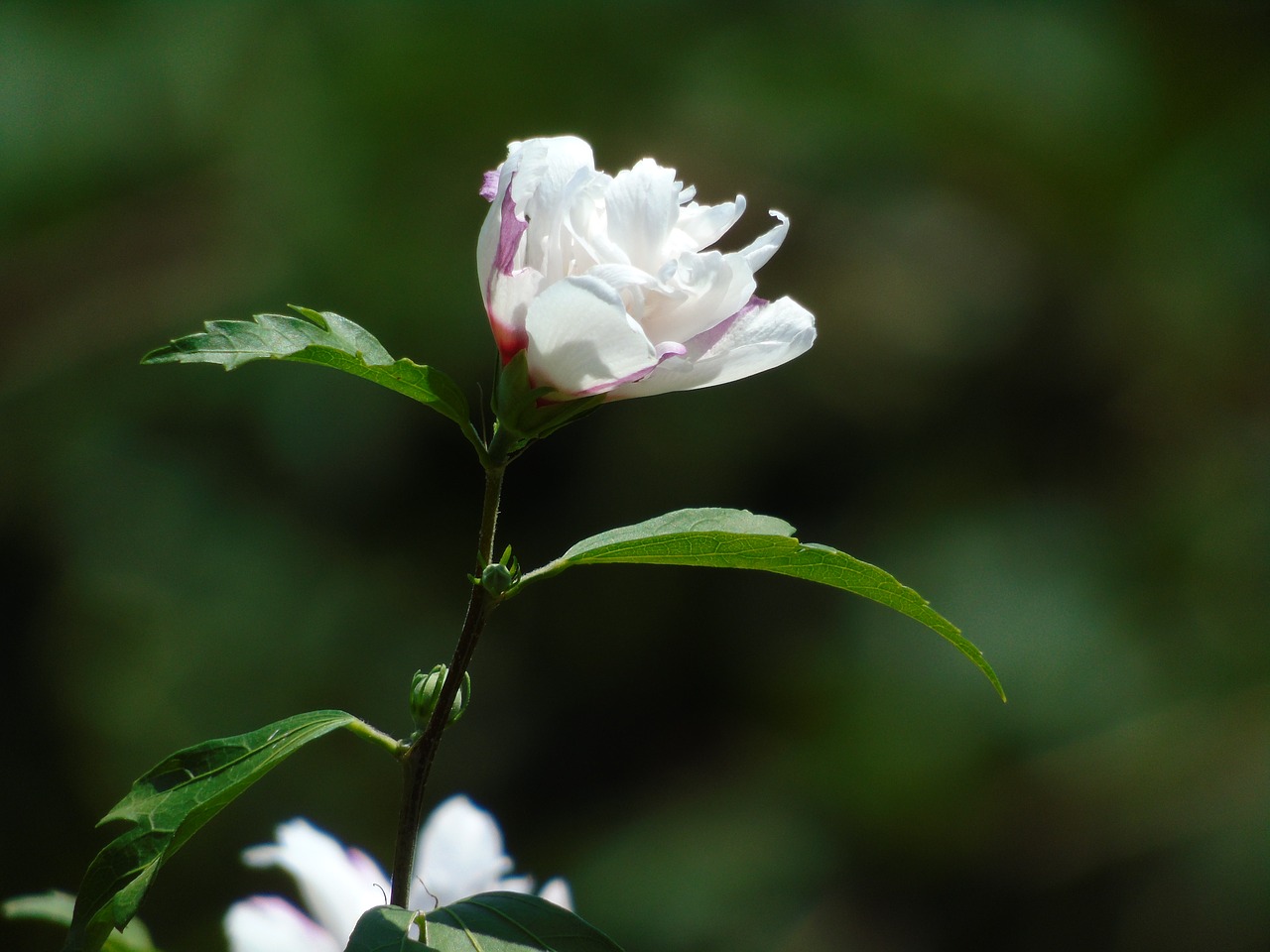 white flower beautiful nature free photo