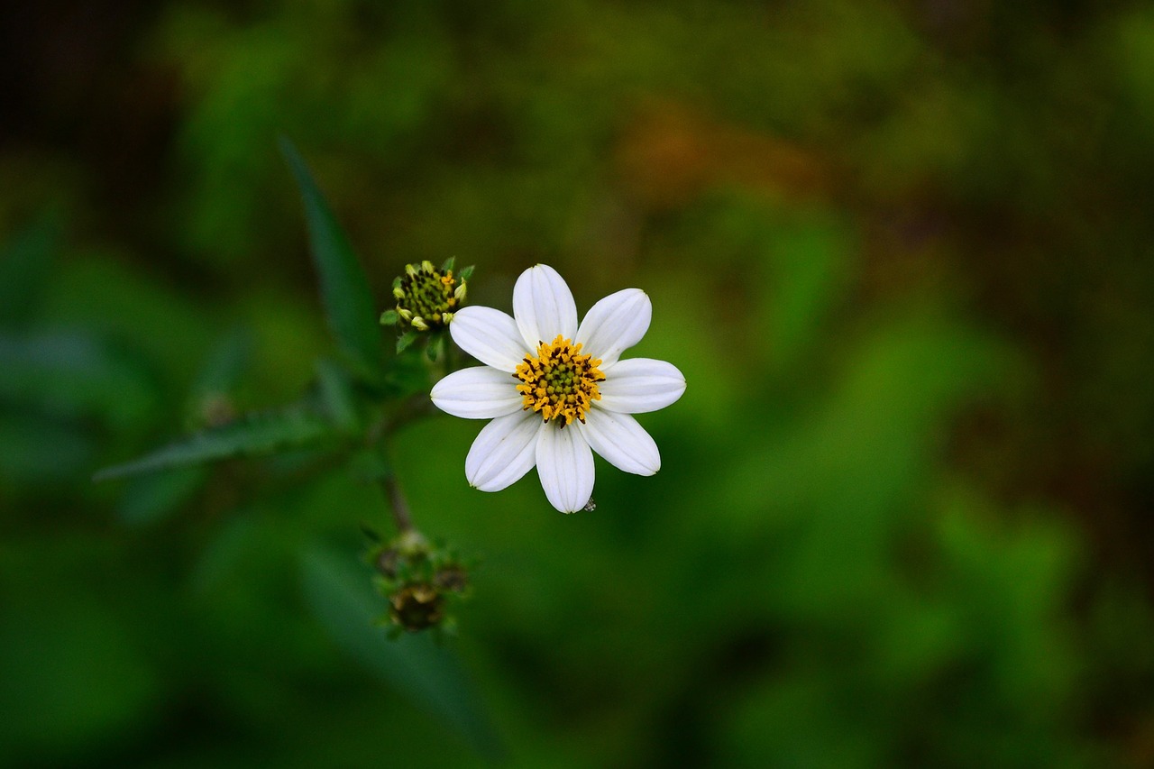 white flower flower blossom free photo