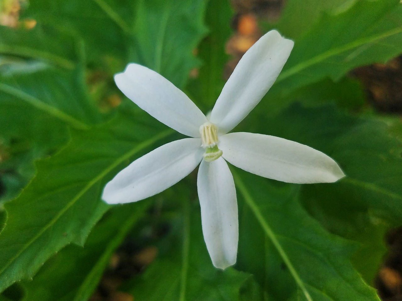 white flower floral nature free photo