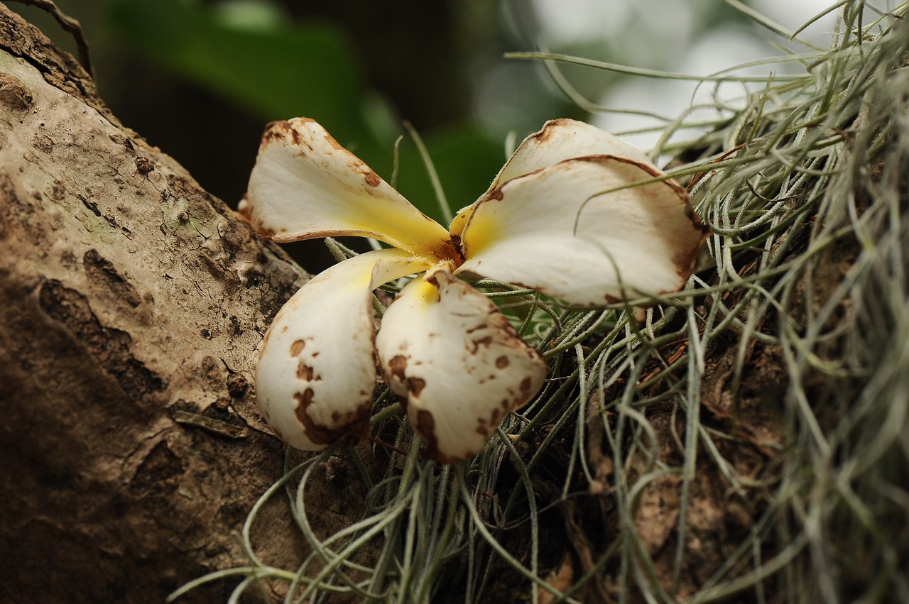 white flower dried dry free photo