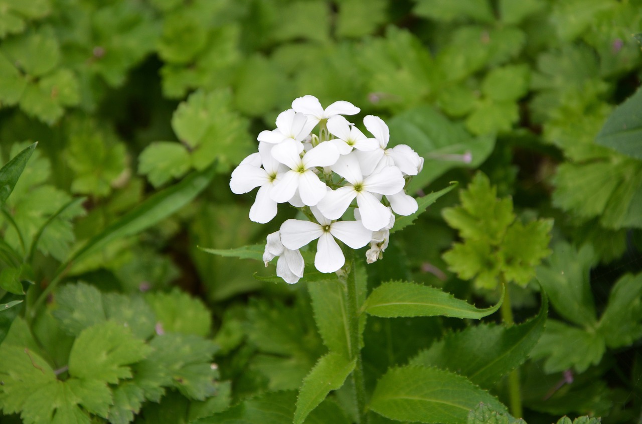 white flower petals green free photo