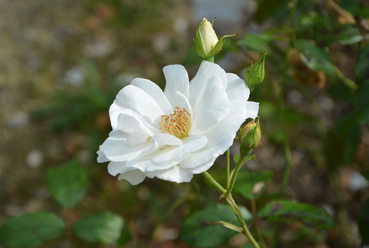 white flower white rose button free photo