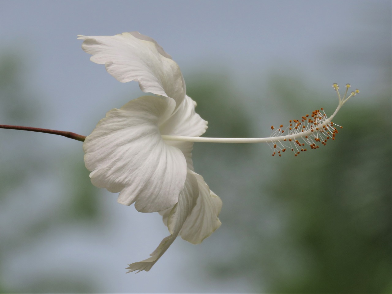 white flower tropical flower close up free photo