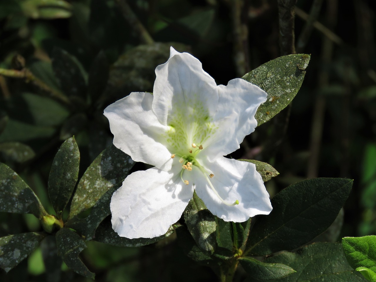 white flower delicate flower tropical flower free photo
