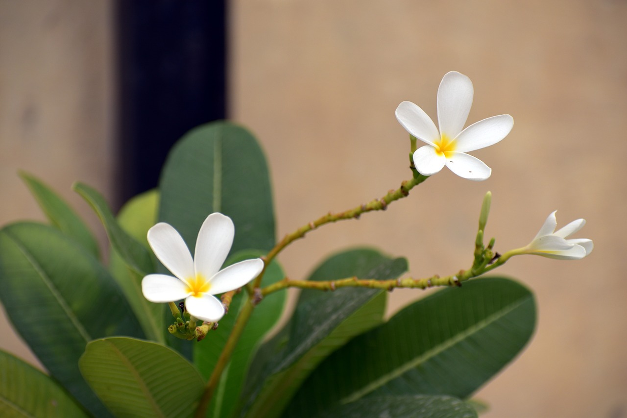 white flower white frangipani plumeria alba free photo