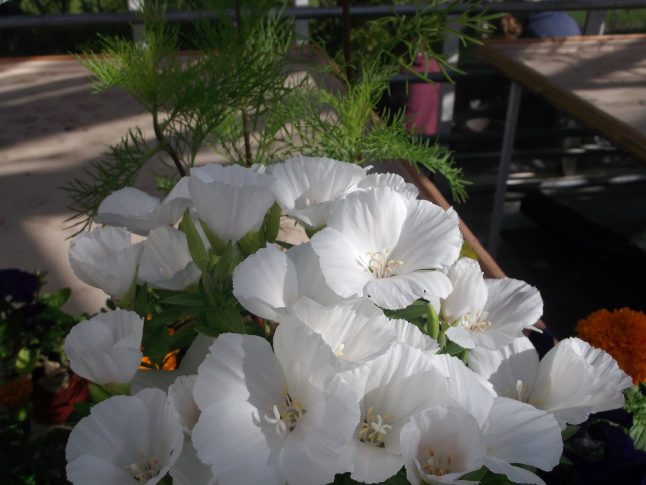 white flower nature plant free photo