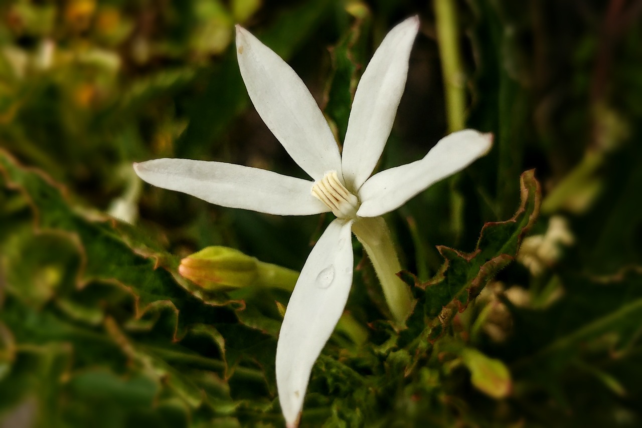 white flower pistil medicine plant free photo