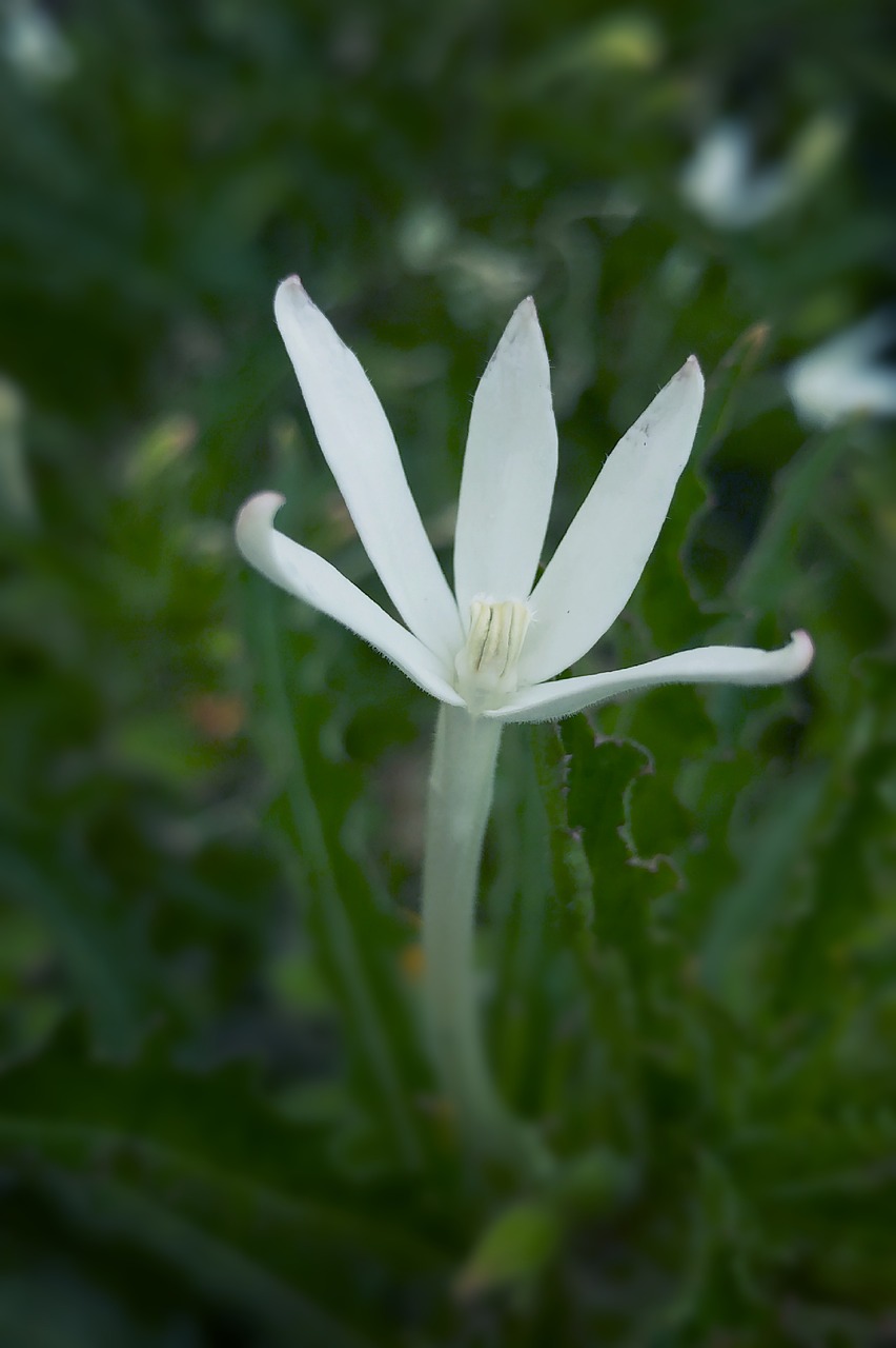 white flower bloom blossom free photo