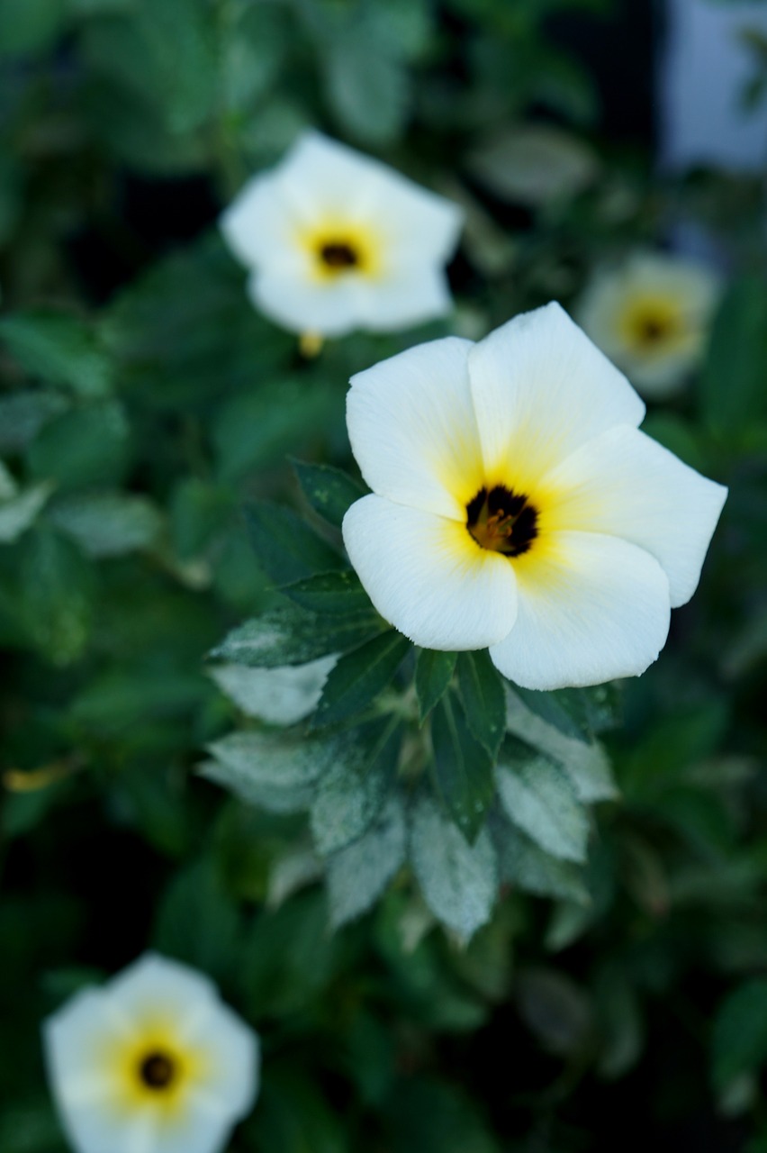 white flower flower tranquility free photo