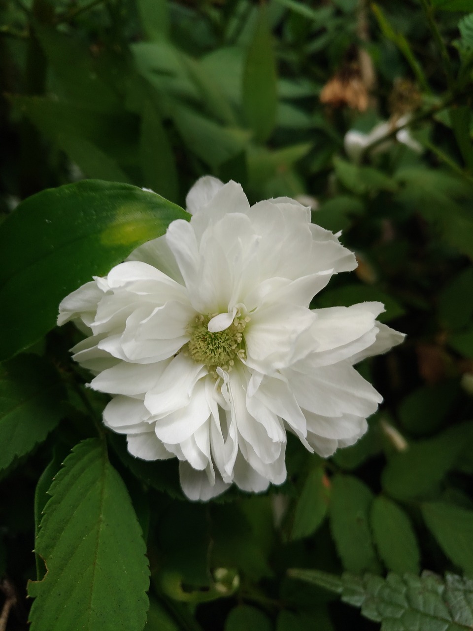 white flower nature green free photo