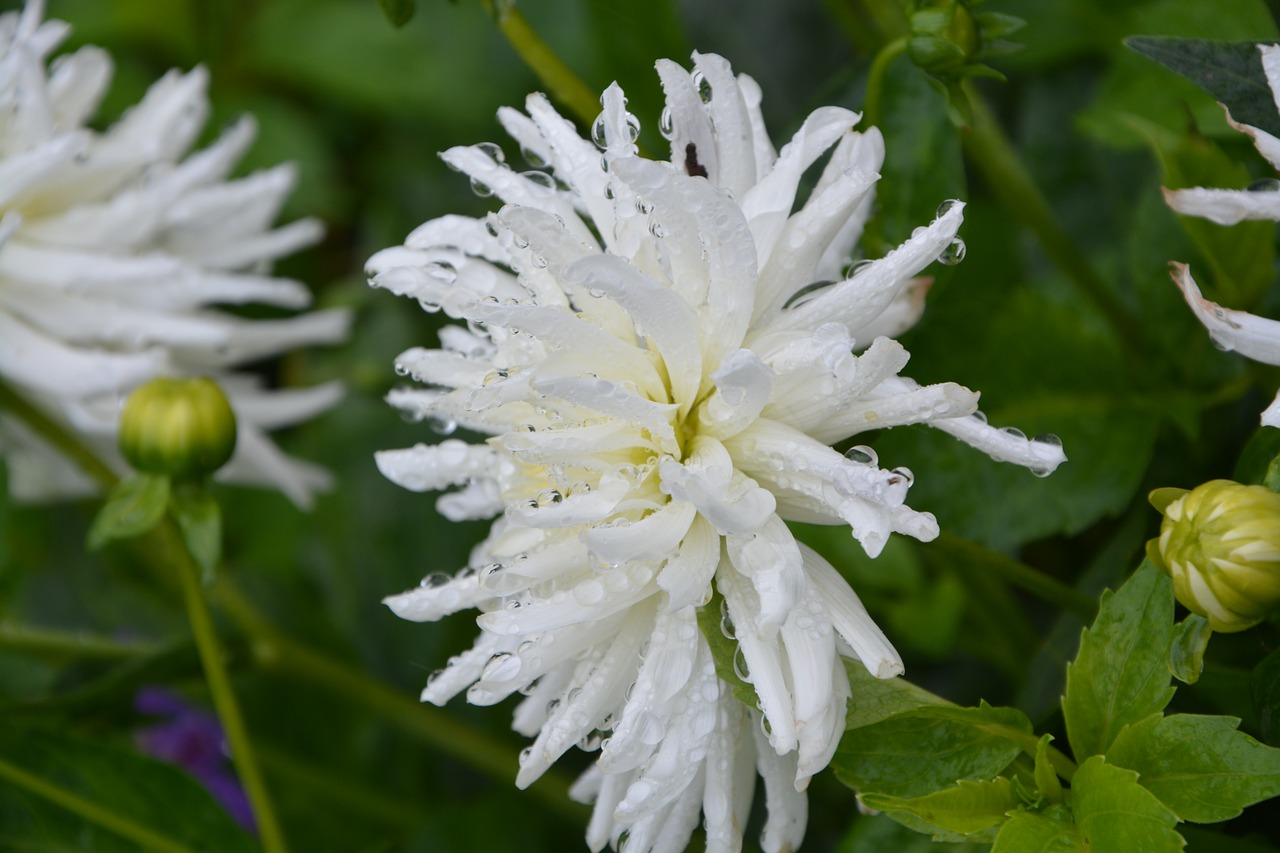 white flower white petals white flowers free photo