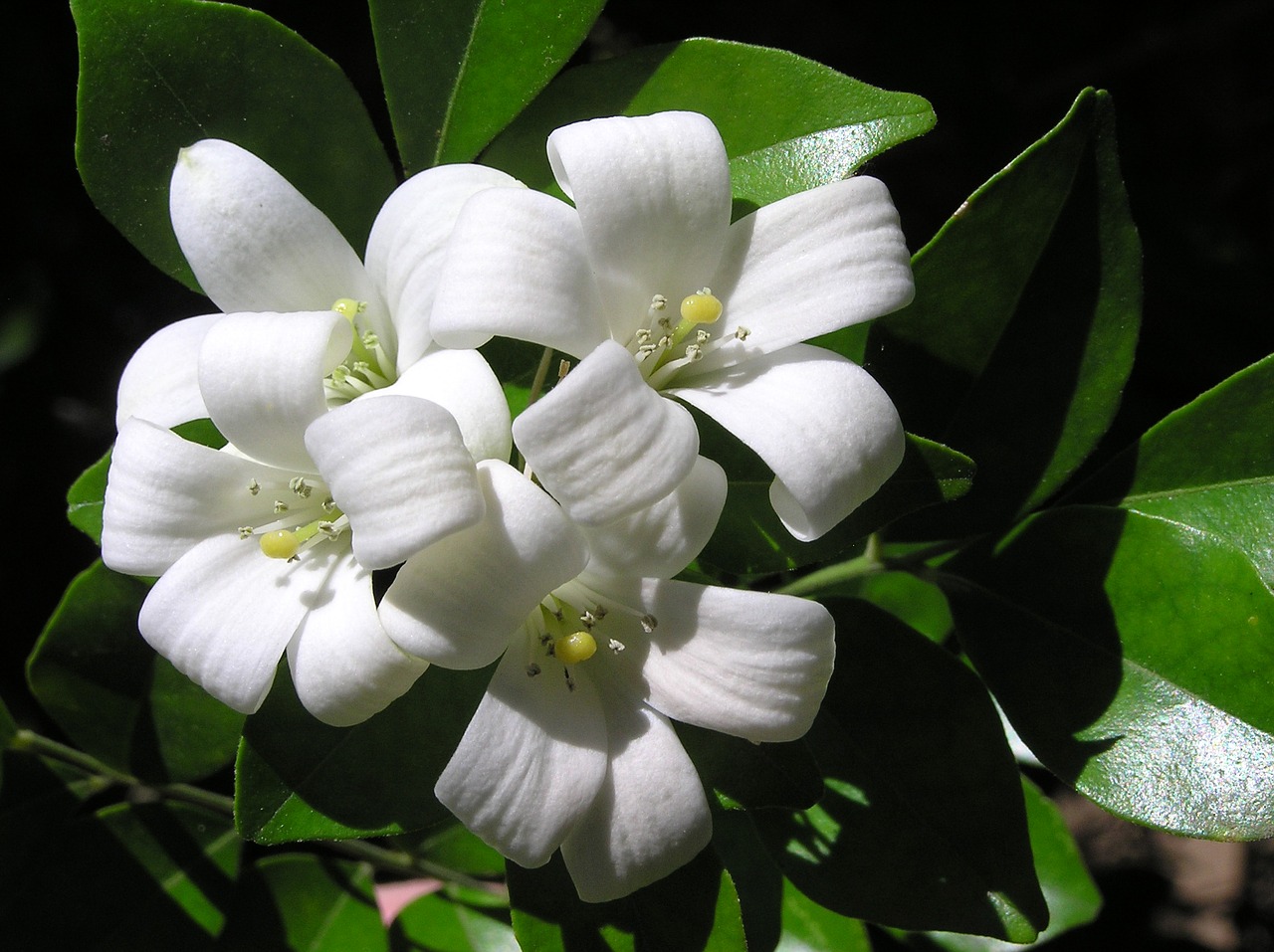 white flower shrub perfumed free photo