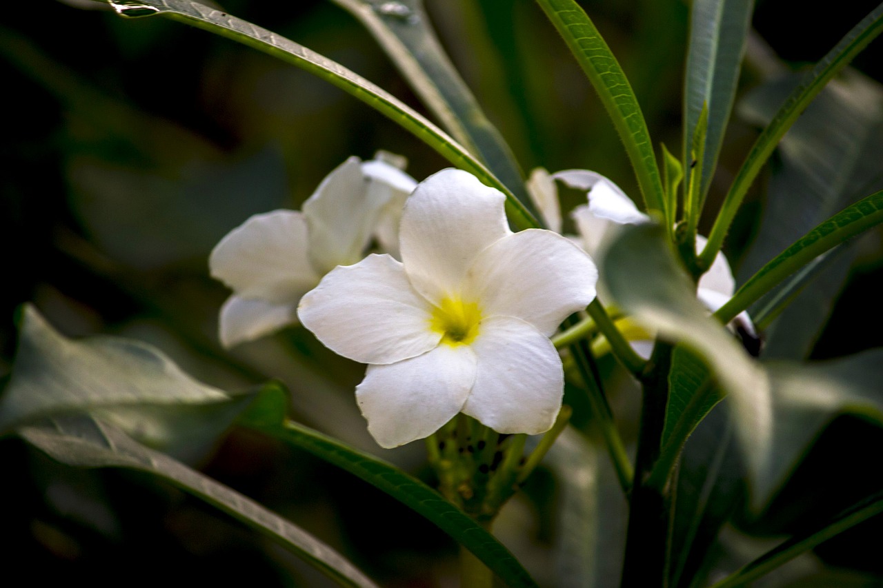 white flower ornamental flower flower free photo