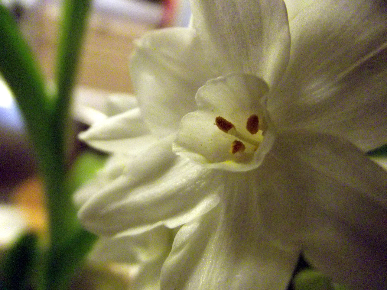 white flowers white flower 3 free photo