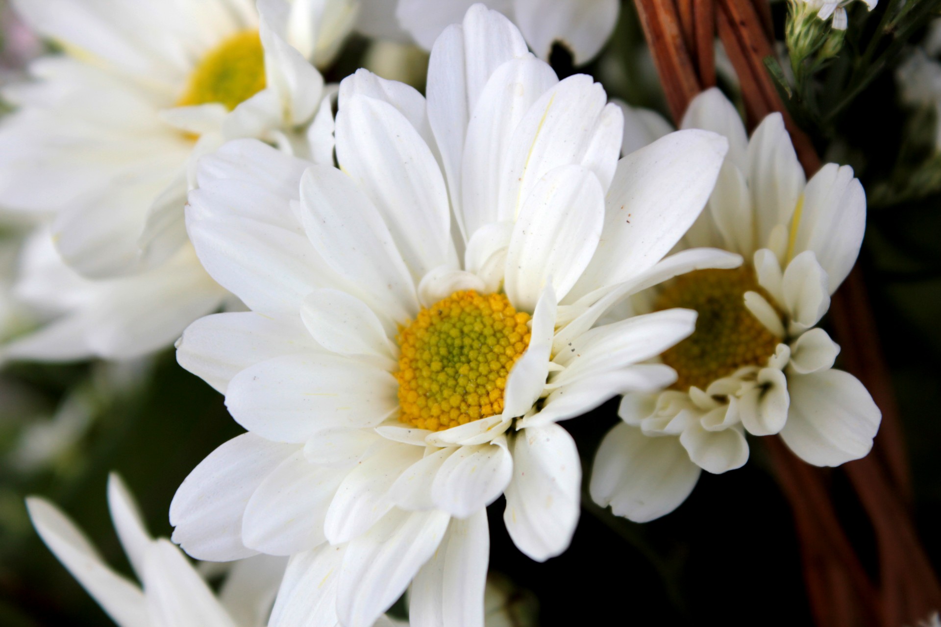 white flower flower leaves free photo