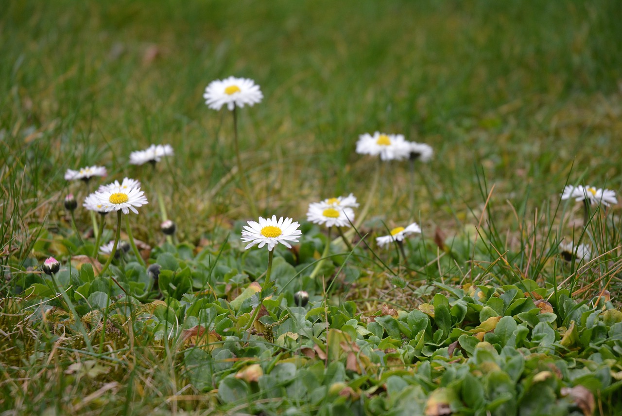 white flower white green free photo