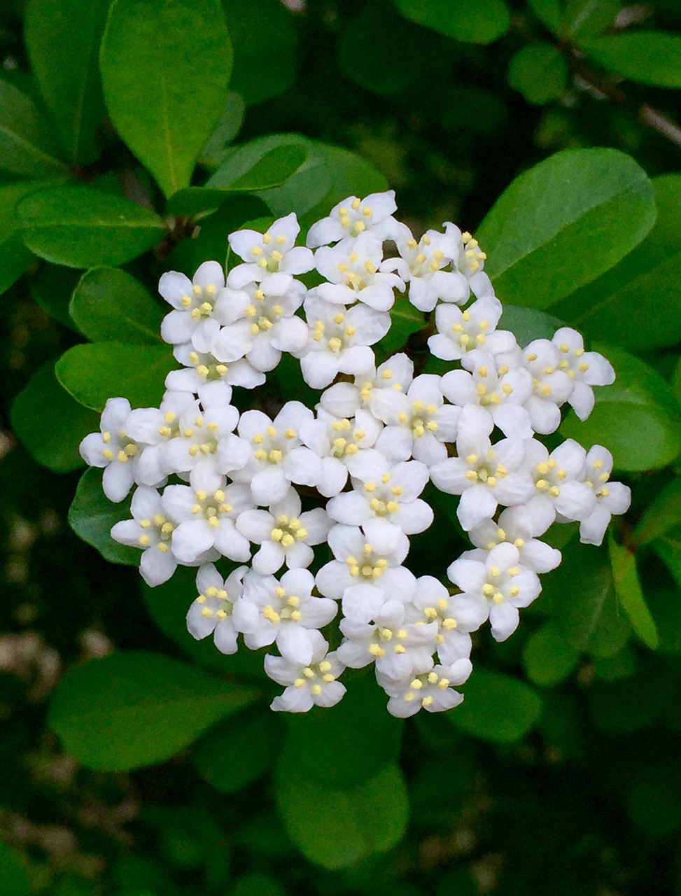 white flower flower flora free photo