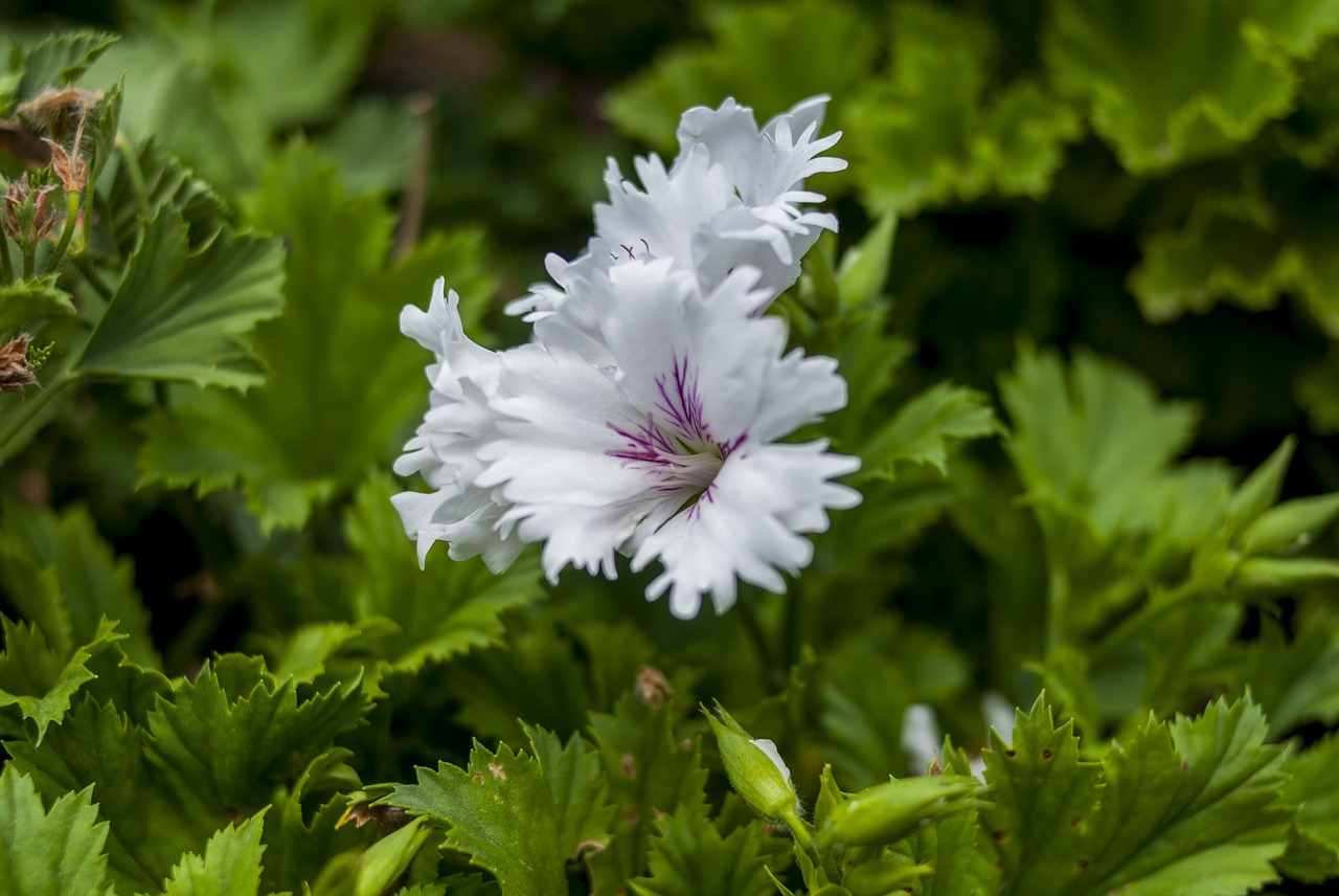 white flower plant nature free photo