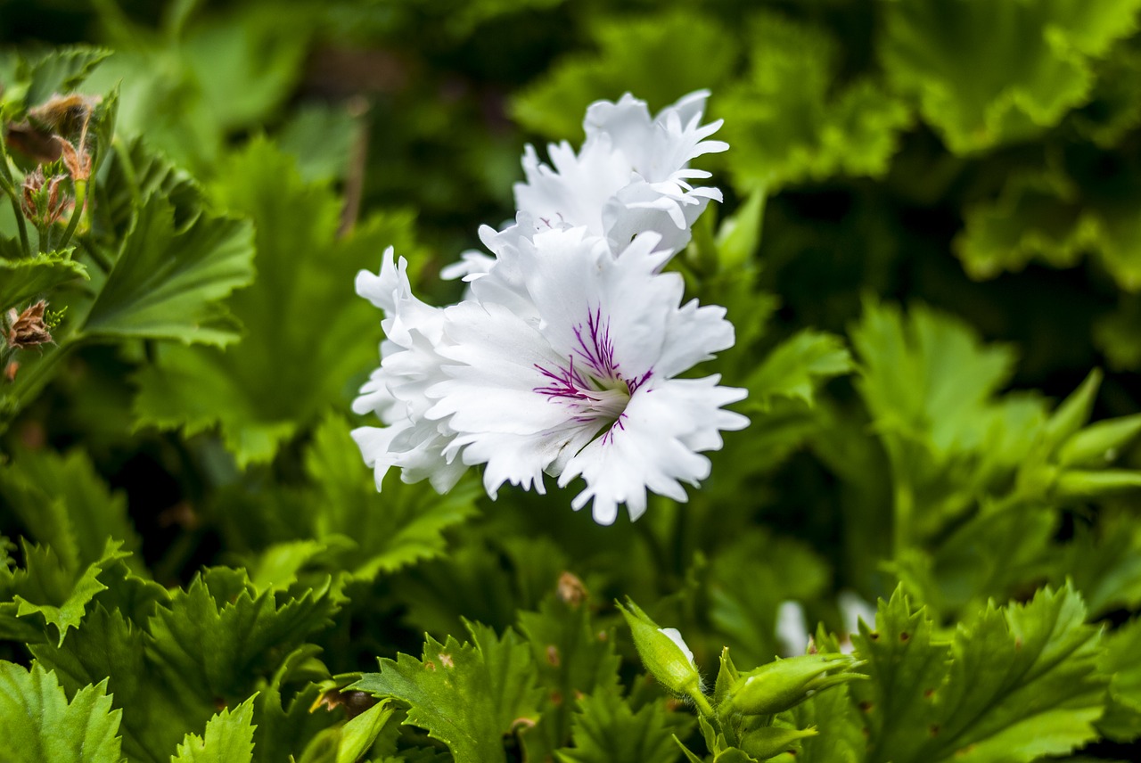 white flower plant nature free photo