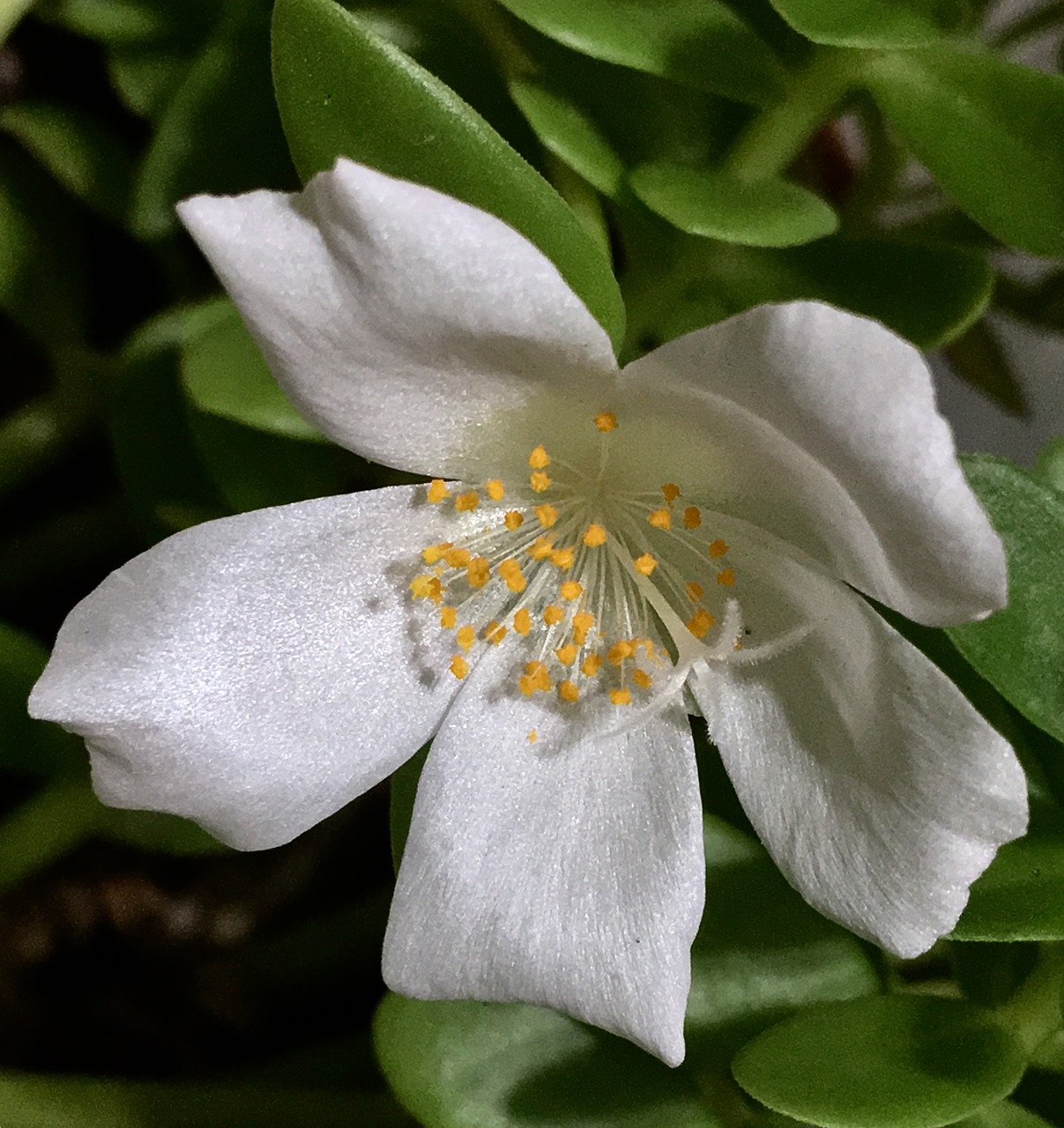 white flower white petals flower free photo