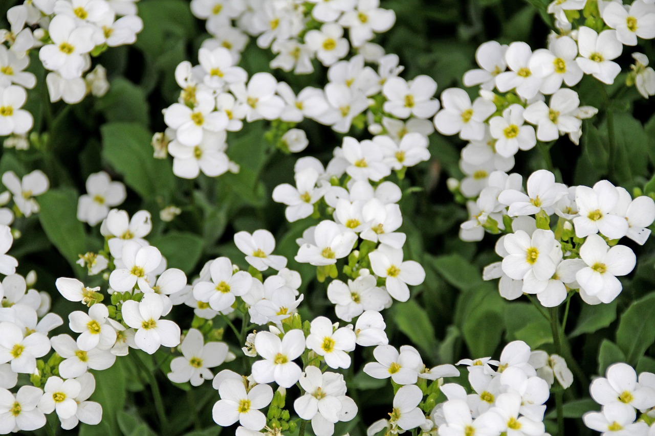 white flower nature summer free photo