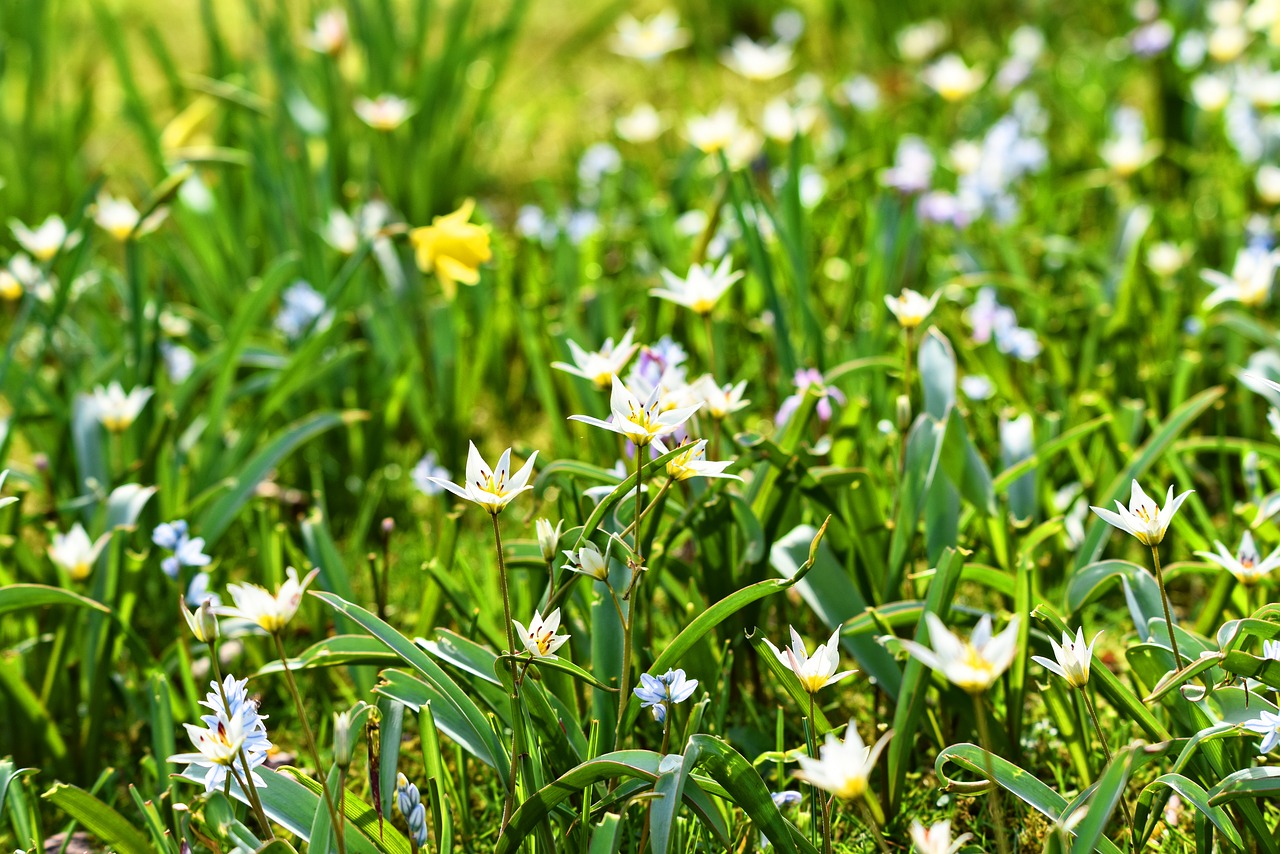 white flower  flower  spring flower free photo