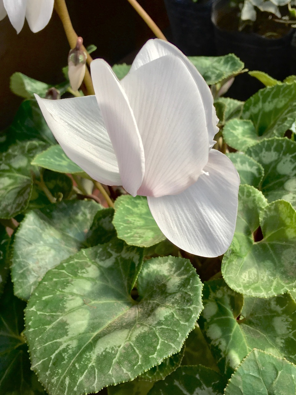 white flower  white petals  flower free photo