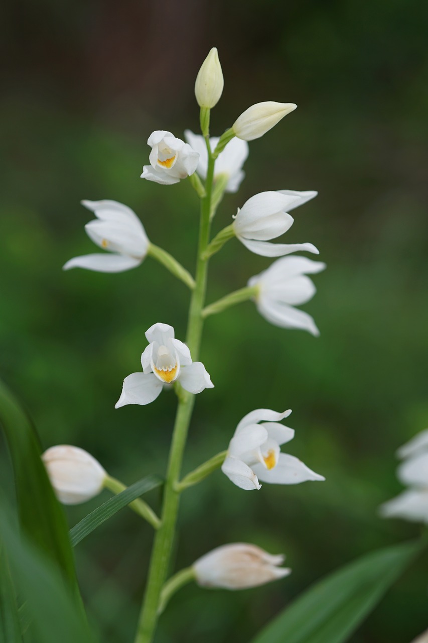 white flower  orchid  plant free photo