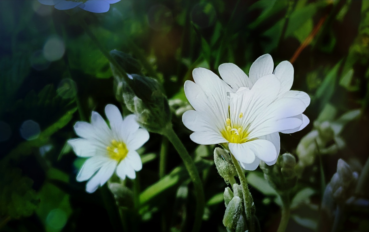 white flower  flowers free pictures free photo