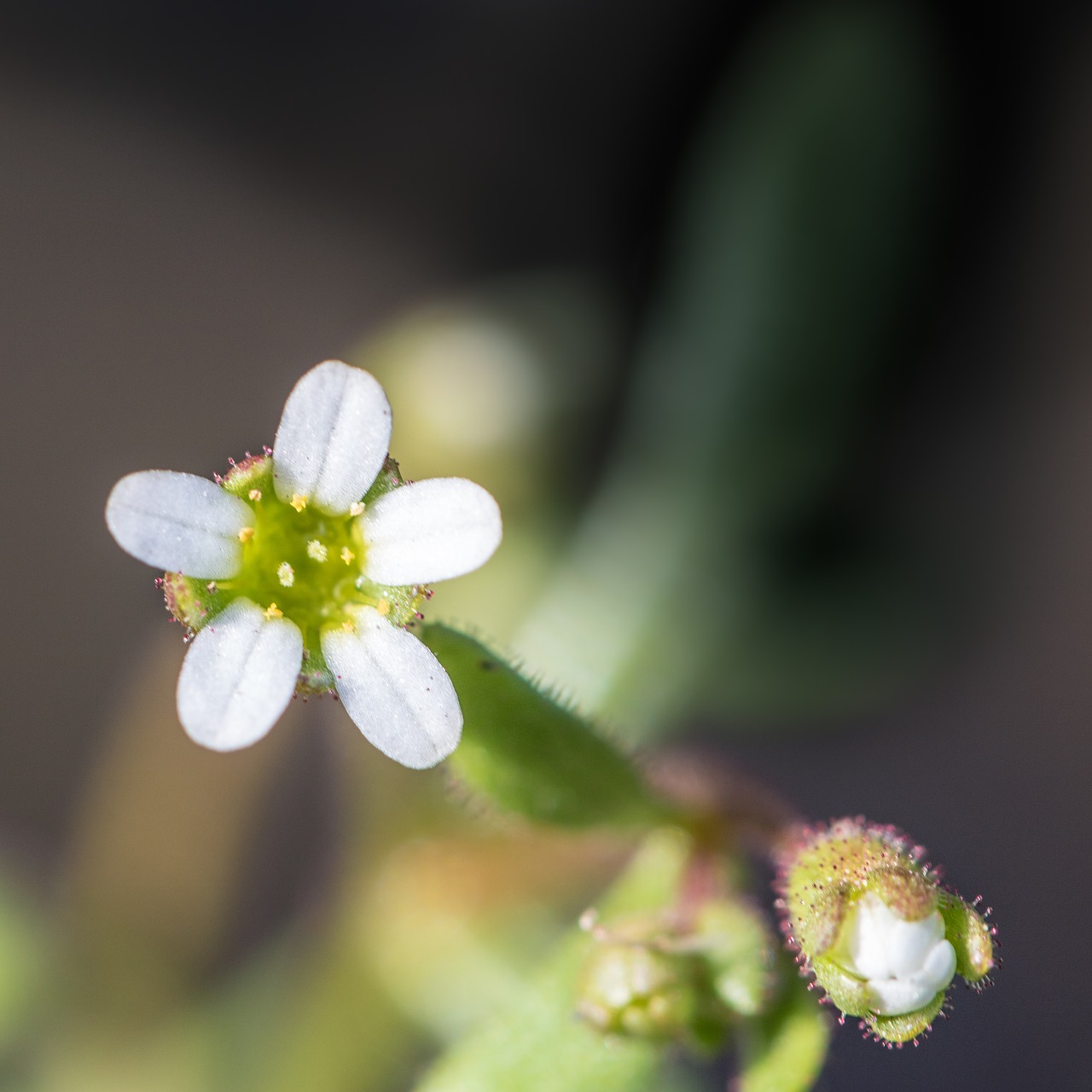 white flower  nature free pictures free photo