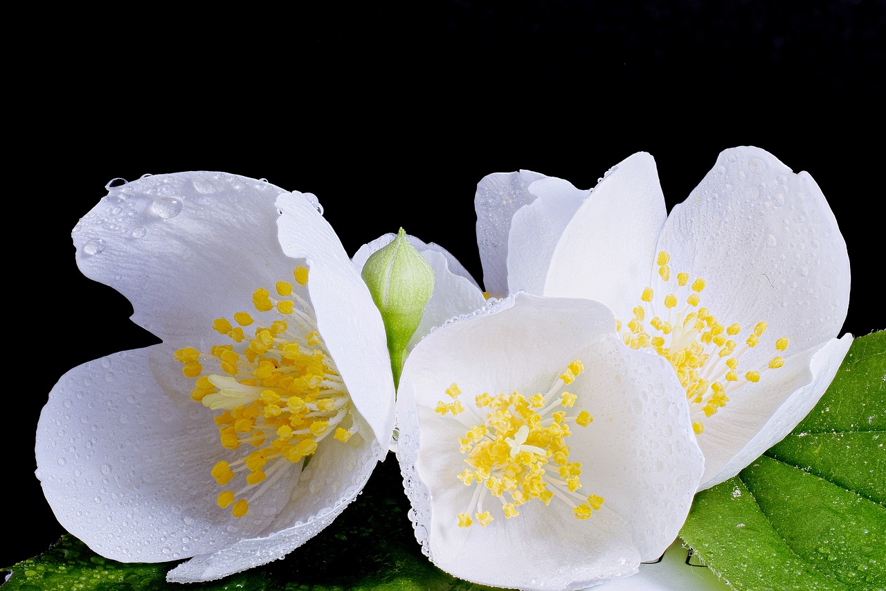 white flower  white blossom  close up free photo