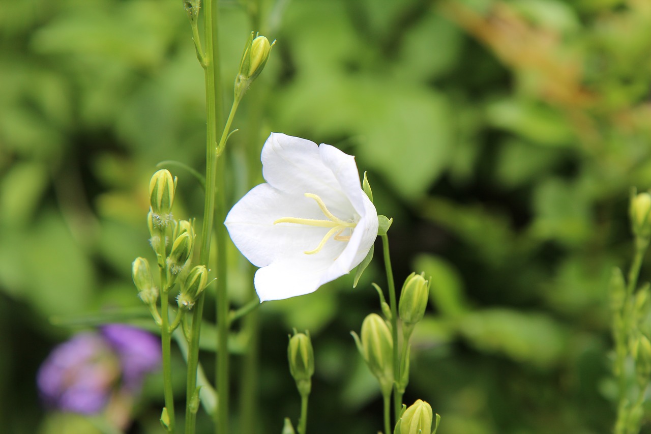 white flower  perennial  white flowers free photo