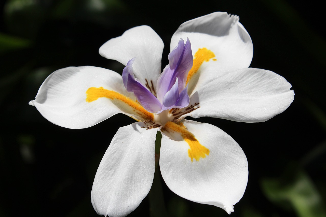 white flower  bloom  nature free photo