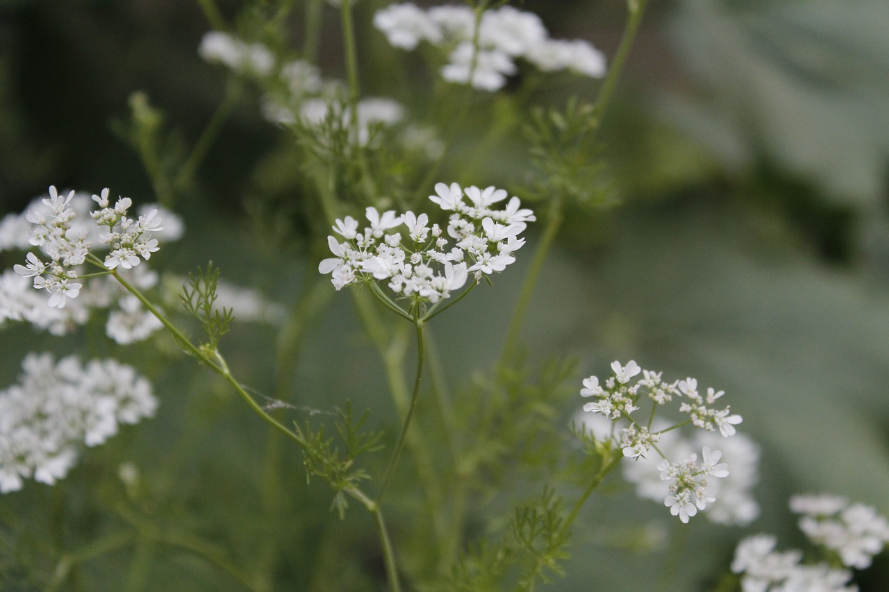 white flower  white  plants free photo