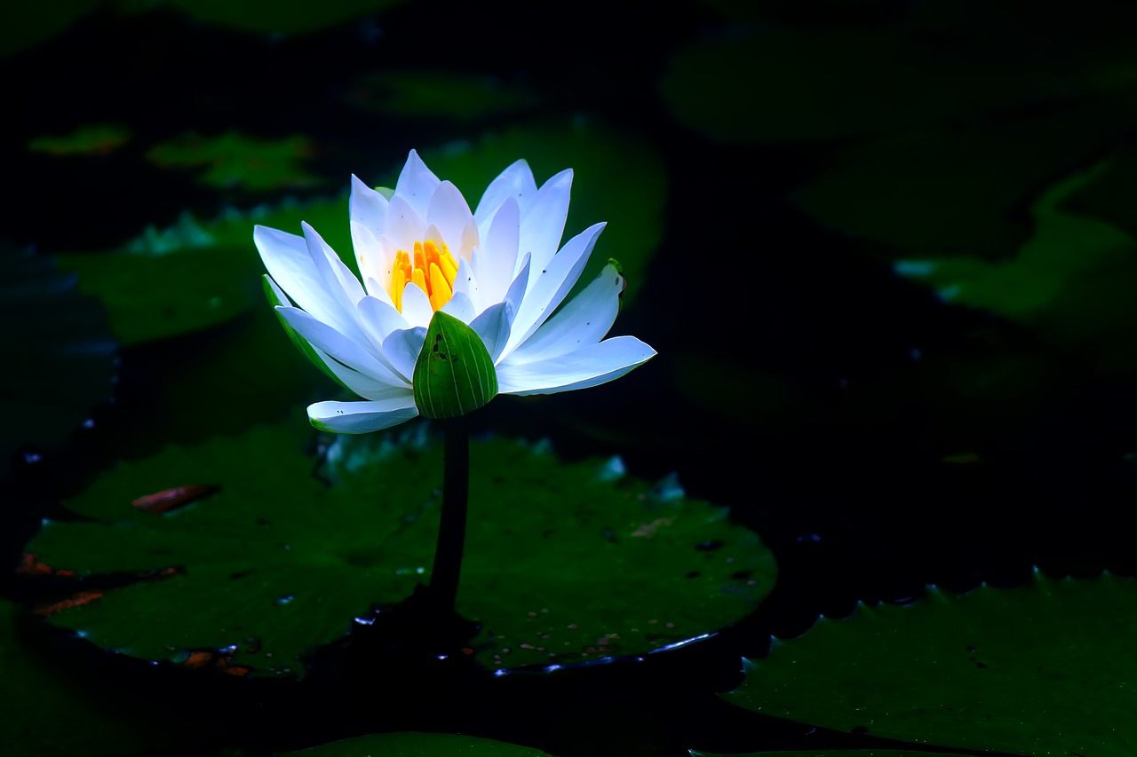 white flower  lily  flower free photo