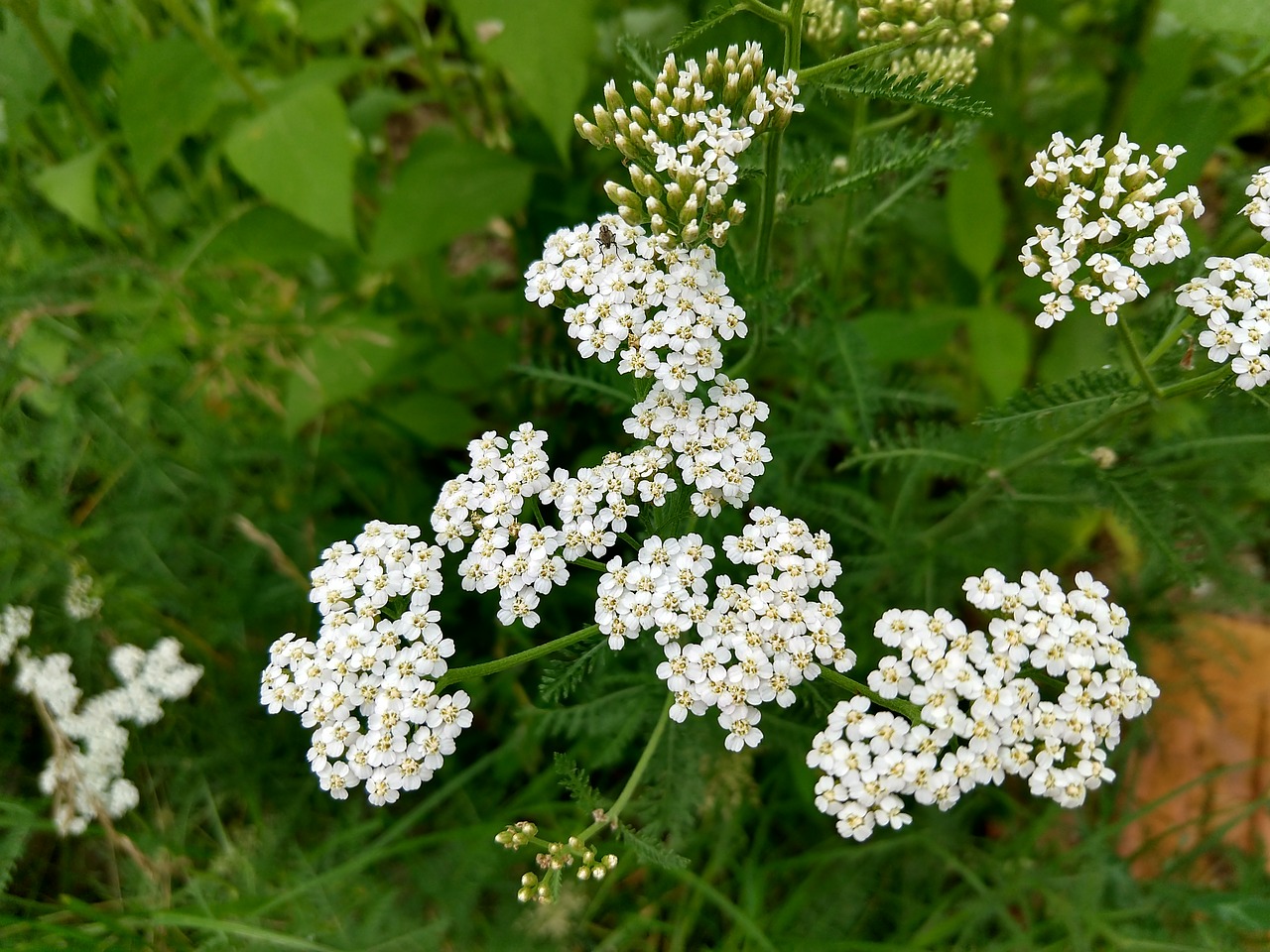 white flower  white  little flower free photo