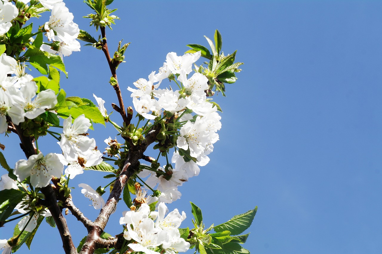 white flower  cherry blossom  sky free photo