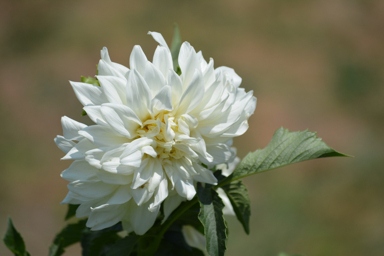 white flower  flower  leaf free photo