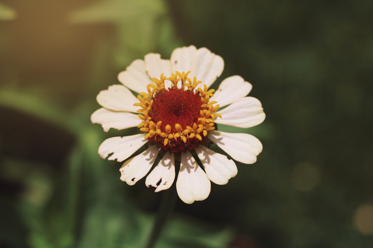 white flower  flower  blossom free photo