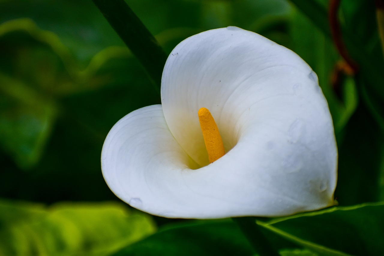 white flower  nice flower  beautiful shell free photo