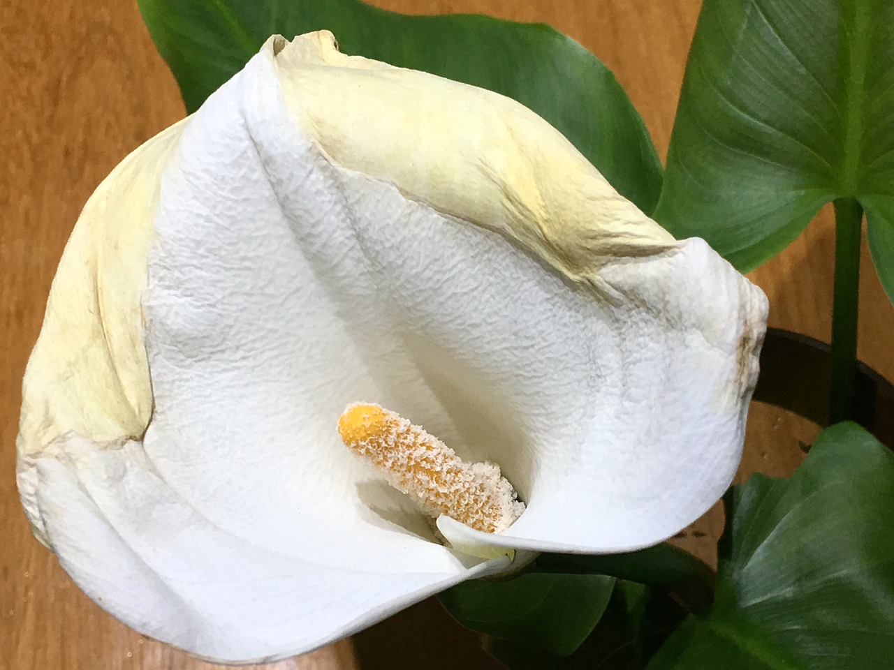 white flower  withered  flower free photo