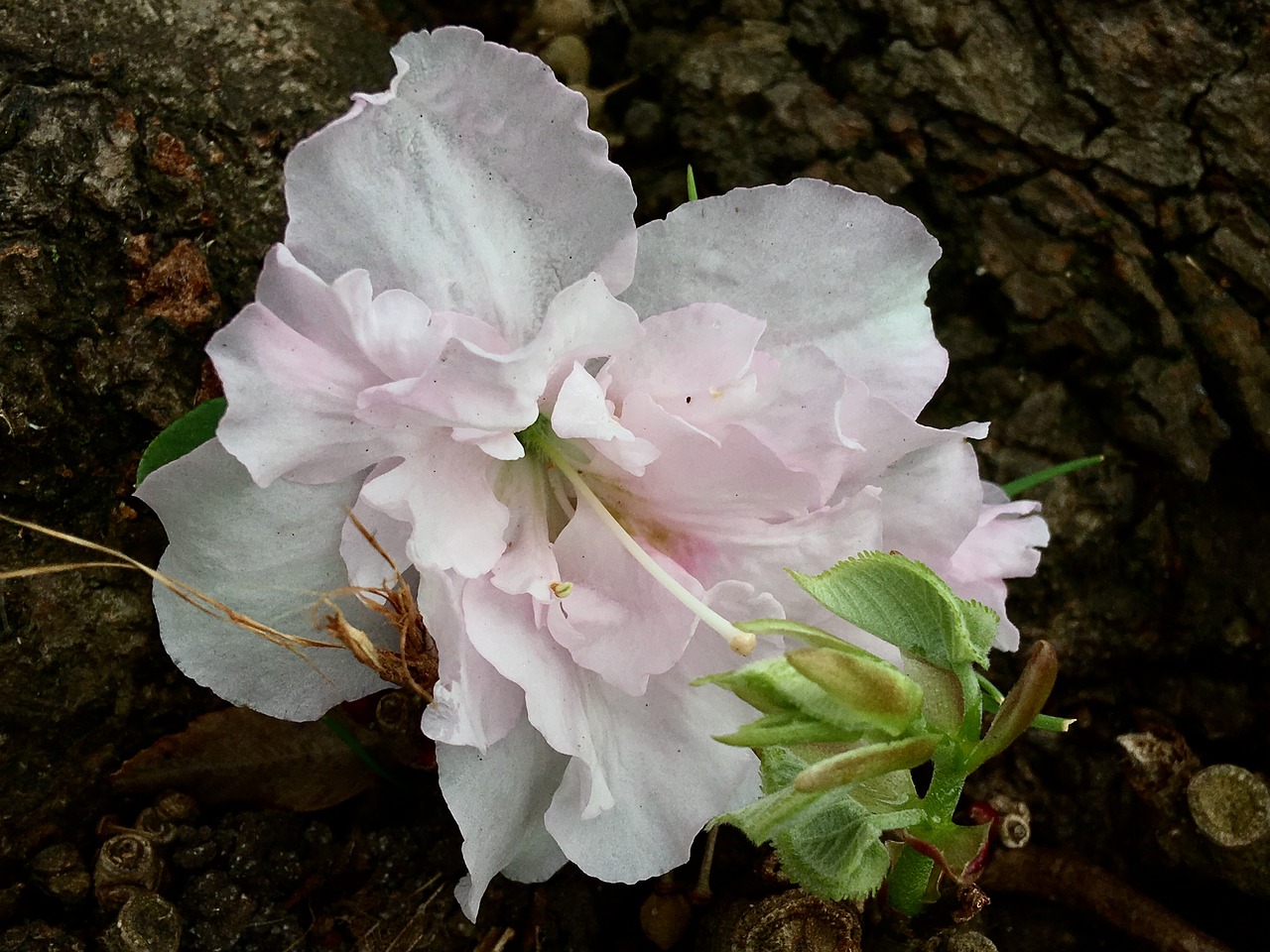 white flower  pistils  pistil free photo