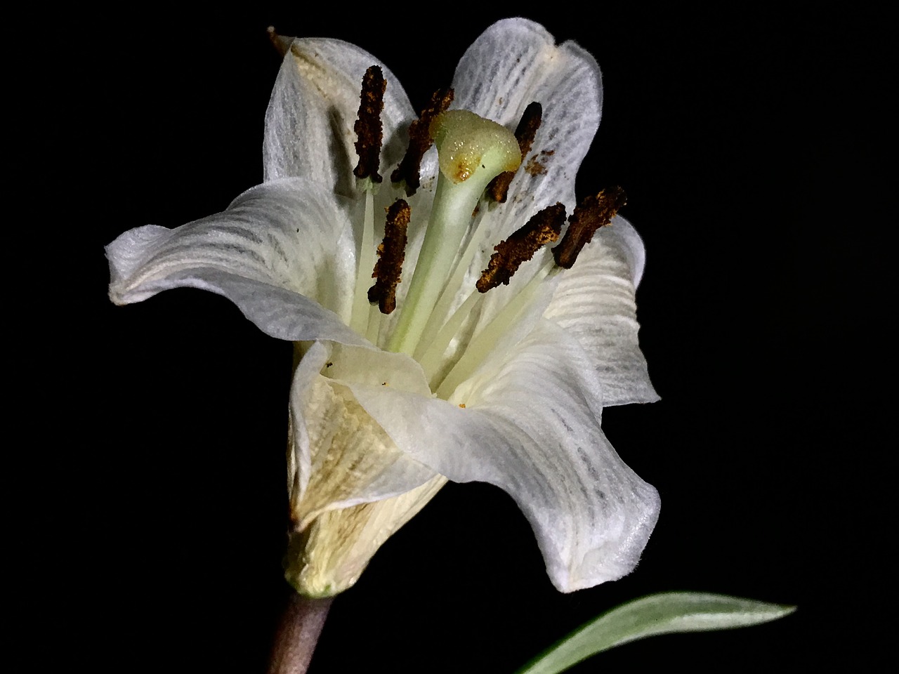 white flower  withered  white free photo