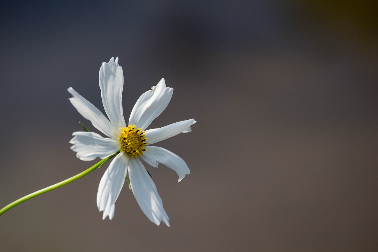 white flower  nature  white free photo